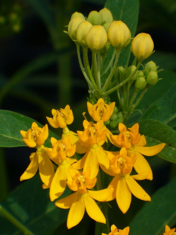 Silky Yellow Butterfly Weed, Blood Flower, Indian Root, Swallow-wort,Asclepias curassavica 'Silky Yellow', copyright © almostedenplants.com